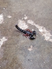 Bothriurus rochensis