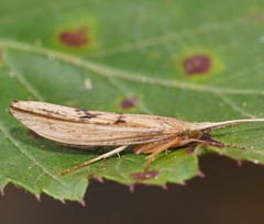 Kosrheithrus tillyardi