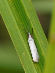 Asmicridea edwardsii