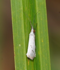 Asmicridea edwardsii