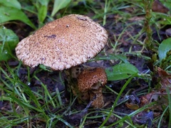 Lacrymaria echiniceps