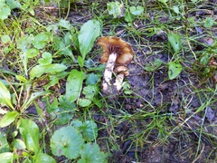 Lacrymaria echiniceps