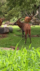 Tragelaphus