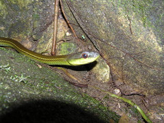 Mastigodryas boddaerti ruthveni