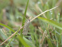 Hednota pleniferellus