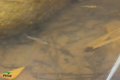 Melanotaeniidae