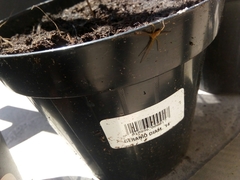 Arachnida