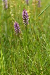 Dactylorhiza × grandis