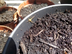 Arachnida