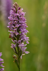 Dactylorhiza × grandis