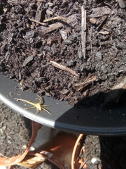 Arachnida