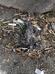 Coturnix