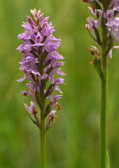 Dactylorhiza × grandis