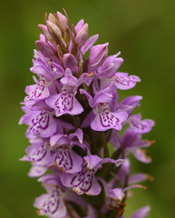 Dactylorhiza × grandis
