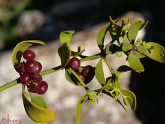 Viscum cruciatum