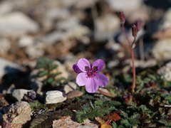 Erodium maculatum