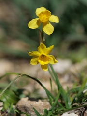 Narcissus assoanus