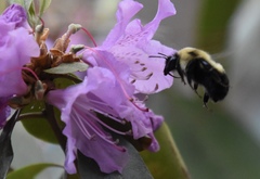 Bombus bimaculatus