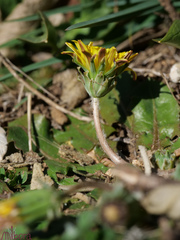 Taraxacum obovatum