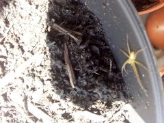 Arachnida