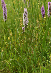 Dactylorhiza × grandis