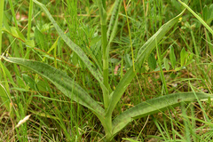 Dactylorhiza × grandis