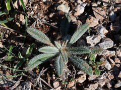 Echium albicans