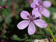 Erodium maculatum