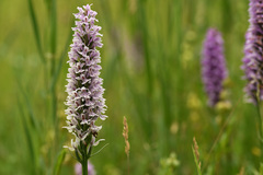 Dactylorhiza × grandis