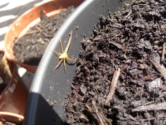 Arachnida