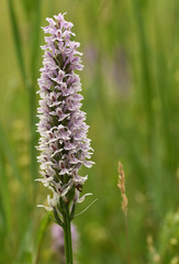 Dactylorhiza × grandis