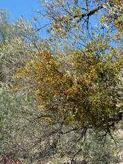 Viscum cruciatum