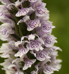 Dactylorhiza × grandis