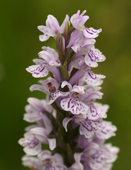 Dactylorhiza × grandis