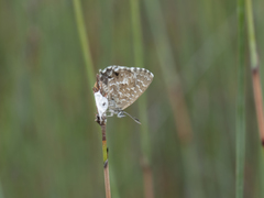 Theclinesthes sulpitius