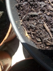Arachnida