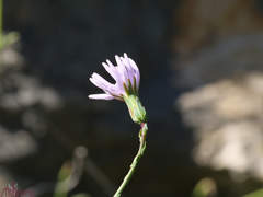Lactuca tenerrima