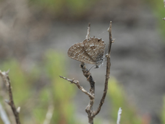 Theclinesthes sulpitius