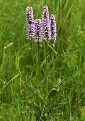 Dactylorhiza × grandis