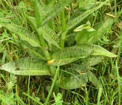 Dactylorhiza × grandis