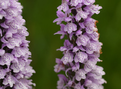Dactylorhiza × grandis