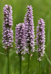 Dactylorhiza × grandis