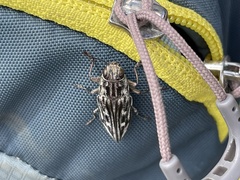 Chalcophora georgiana