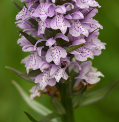 Dactylorhiza × grandis