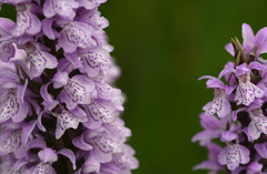 Dactylorhiza × grandis
