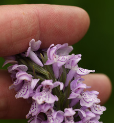 Dactylorhiza × grandis