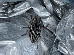 Chalcophora georgiana