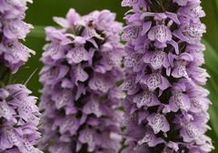 Dactylorhiza × grandis