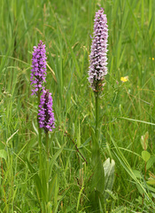 Dactylorhiza × grandis