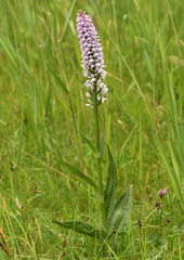 Dactylorhiza × grandis